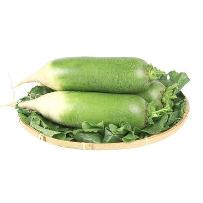 山东潍坊潍县沙窝水果萝卜净重5斤批发当季新鲜蔬菜青皮生吃萝卜