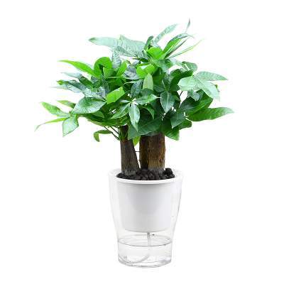 发财树盆栽室内绿植花卉植物办公室桌面盆景防辐射送礼摇钱招财树